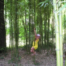 Бамбуковая рощица
