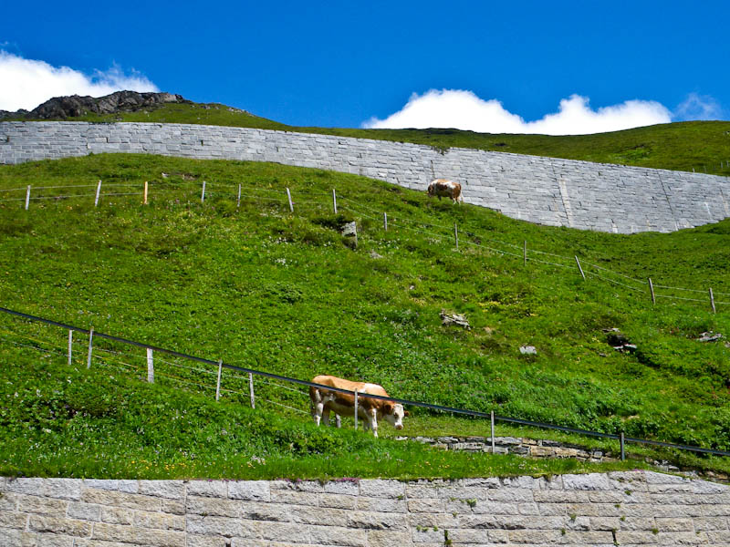 Альпийские коровы легко ходят по крутым склонам